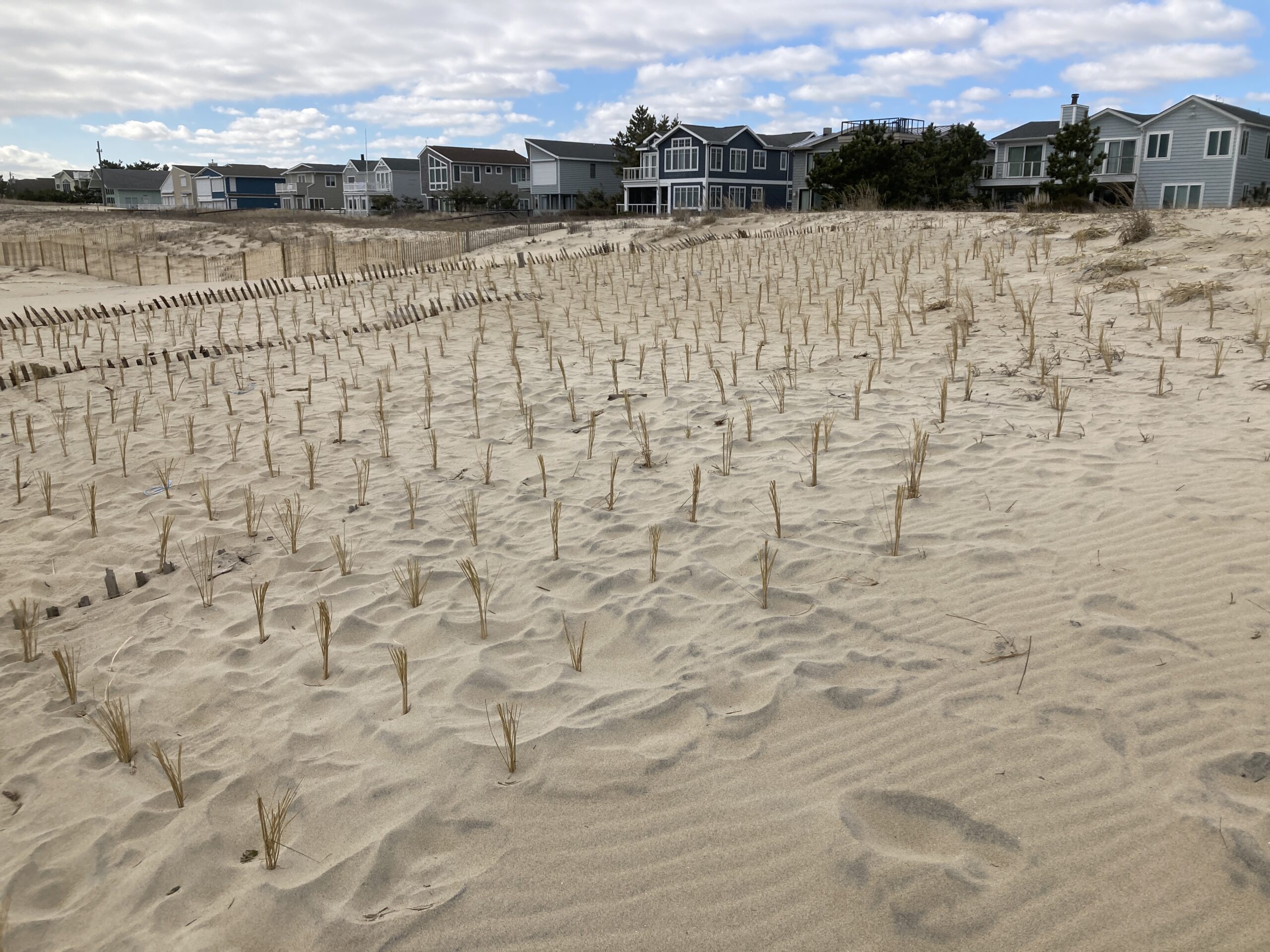Dune Grass Planting